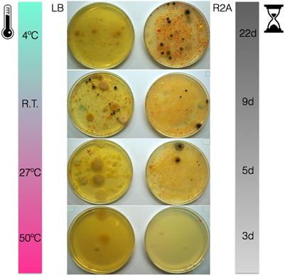 Microbial <mark class="highlighted">Ecolog</mark>y on Solar Panels in Berkeley, CA, United States